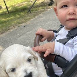 Cotons de Tulear from Lavender Fields Cotons