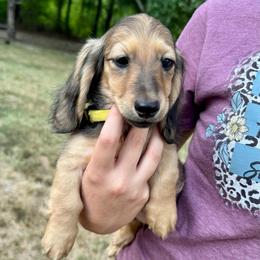 AKC Princess Daisy HEALTH FIRST GUARANTEE - Sable female Dachshund puppy in El Dorado, Arkansas from LovelylilDoxies