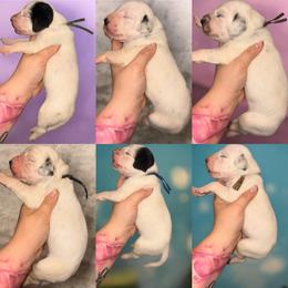 Boy 3 - White and black male Dalmatian puppy in Toledo, Ohio from Exquisite Dalmatians & Standard Poodles