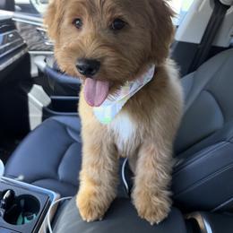 Bernedoodle and Goldendoodle Puppies from Pecks Oodle Doodles