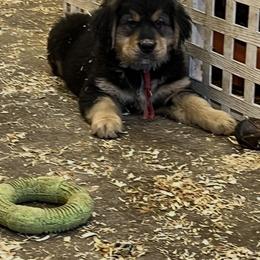 Male - male Golden Mountain Dog puppy in Tacoma, Washington from Canyon Meadows Farm