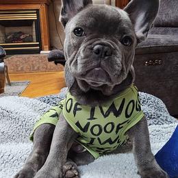 French Bulldog Puppies from The Frenchie Ravine Connection LLC