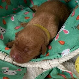 Golden Retriever Puppies from Golden On The Hill