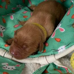 Golden Retriever Puppies from Golden On The Hill
