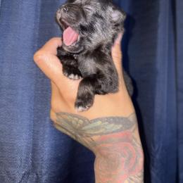 Everest - Black and tan female Pomeranian puppy in Okmulgee, Oklahoma from 918 Pomeranians