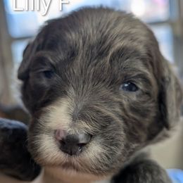 Lilly - Gray female Sheepadoodle puppy in Seaman, Ohio from Ohio Valley Sheepadoodles