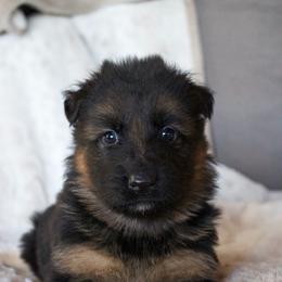 Jinx - Black and red male German Shepherd puppy in Garland, Maine from Vom Schön Traumhund