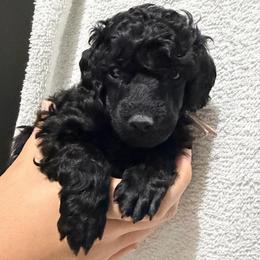 AKC Princess - Pink - Black female Poodle puppy in Baytown, Texas from Charlotte & Co. Miniature Poodles
