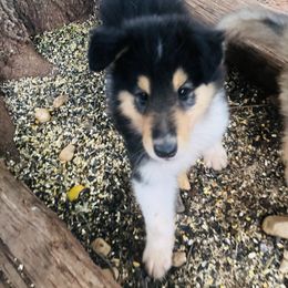 Max - Black white and tan male Collie puppy in Abilene, Texas from Regal Lassie's