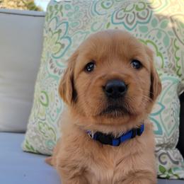 Golden Retriever Puppies from Cedar Life Goldens