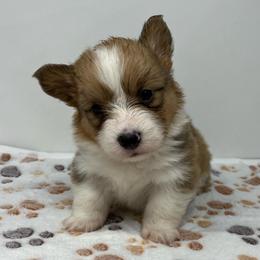 Butterscotch (fluffy) - Sable male Pembroke Welsh Corgi puppy in Waco, Texas from The Comma Corgis