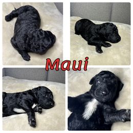 Goldendoodle and Poodle Puppies from Wonderland Kennel