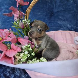 Aurora - Blue white and tan female Rat Terrier puppy in Brookfield, Missouri from Country Rat Terriers