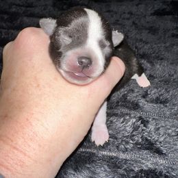 Yang - Black male Chihuahua puppy in Palmyra, Indiana from Country Star Chihuahuas