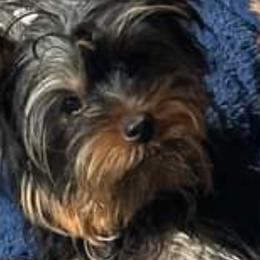 Yorkshire Terriers from Susie Pounders