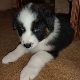 Big Boy - Black tri-color male Australian Shepherd puppy in Wewoka, Oklahoma from OutBack Aussie OutLaws