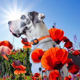Magnum - Great Dane