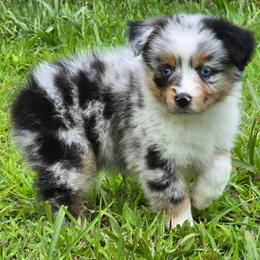 PB.BMF2 - Blue merle female Miniature Australian Shepherd puppy in Deer Lodge, Tennessee from KSH Aussie Haven