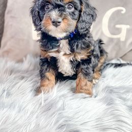 Bernedoodle, Cockapoo, and Goldendoodle Puppies from Danie’s Darling Doodles LLC