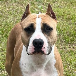 Reba - American Staffordshire Terrier