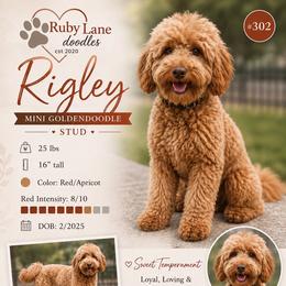 Rigley - Goldendoodle