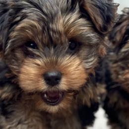 Yorkshire Terriers from Yorkies of Escondido