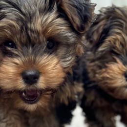 Yorkshire Terriers from Yorkies of Escondido