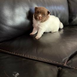 Boy 2 - Chocolate parti male Pomeranian puppy in Woonsocket, Rhode Island from Precious Paws by Jai
