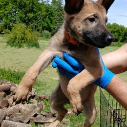 Girl 2 - Fawn sable female Belgian Malinois puppy in Marshall, Michigan from Dream K9