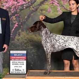 German Shorthaired Pointers from Fireheart German Shorthaired Pointers