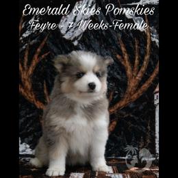 Feyre - Merle female Pomsky puppy in Sumter, South Carolina from Emerald Skies Pomskies