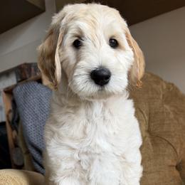 Tortilla - Cream male Labradoodle puppy in Lubbock, Texas from Lucky Labradoodles