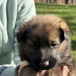 Boy 5 - Sable male German Shepherd puppy in Gaineville, Georgia from Des Nebels