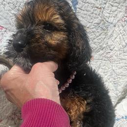Amelia - Phantom female Goldendoodle puppy in West Frankfort, Illinois from Griffinstead Doodles