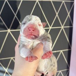 Sundae - female Alapaha Blue Blood Bulldog puppy in Hudson, New Hampshire from WICKED Alapaha Kennel