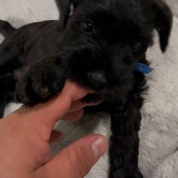 Bruce - Black male Miniature Schnauzer puppy in San Diego, California from KMS-Miniature Schnauzers