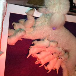 Poodle Puppies from Bonnie Weyrauch