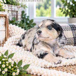 Paisley - Dapple female Dachshund puppy in Mountainburg, Arkansas from Charisma Dachshunds