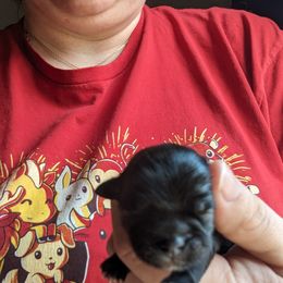 Shih Tzu Puppies from Cisneros Shih-tzu