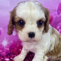 Cavalier King Charles Spaniels from Angels Meadow Cavaliers
