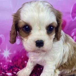Cavalier King Charles Spaniels from Angels Meadow Cavaliers