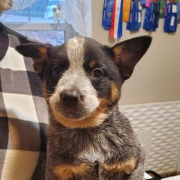 Standard Blue full mask - Blue speckled female Australian Cattle Dog puppy in Lenoir, North Carolina from Blue Coyote Ranch