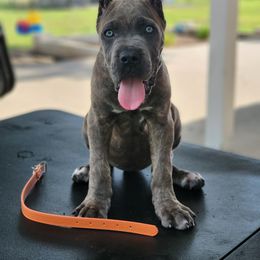 Cane Corso Puppies from Jolaw Kennel