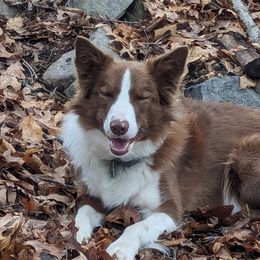 Mocha - Border Collie