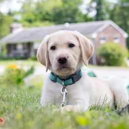 Muffin - Yellow Labrador Retriever puppy in Pittsburgh, Pennsylvania from Sun Ridge Labradors