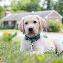 Muffin - Yellow Labrador Retriever puppy in Pittsburgh, Pennsylvania from Sun Ridge Labradors