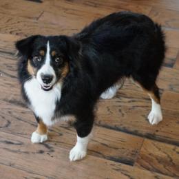 Charmin - Miniature Australian Shepherd