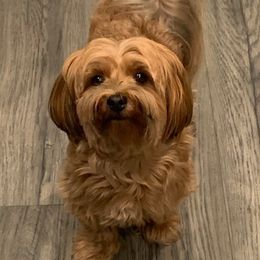 Birdie - Havanese