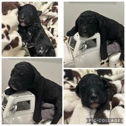 Black Boy - Black male Goldendoodle puppy in Lancaster, South Carolina from Silver Hill Farm SC