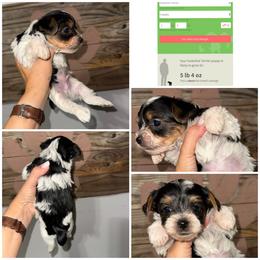 Rocky - Parti male Yorkshire Terrier puppy in Cleveland, Tennessee from Moody’s Morkies and More